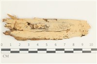 木齒菌屬藏品圖，第1張