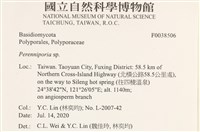 多年臥孔菌屬藏品圖，第2張