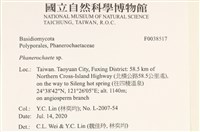 顯絲菌屬藏品圖，第2張