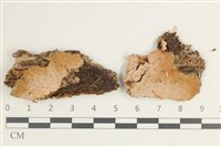 登錄號:F0038518藏品圖，第1張