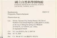 顯絲菌屬藏品圖，第2張
