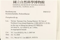 擬筍殼菌屬藏品圖，第2張