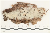 登錄號:F0038529藏品圖，第1張