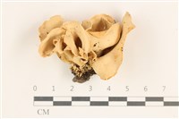 登錄號:F0038532藏品圖，第1張