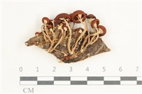 登錄號:F0038533藏品圖，第1張