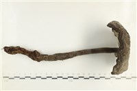 登錄號:F0038534藏品圖，第1張