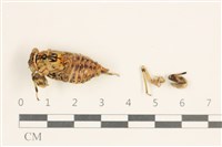 登錄號:F0038535藏品圖，第1張