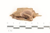 登錄號:F0038544藏品圖，第1張