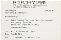 齒耳菌屬藏品圖，第2張