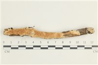 登錄號:F0038548藏品圖，第1張