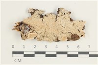 登錄號:F0038557藏品圖，第1張