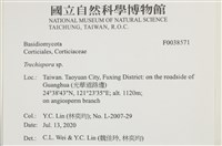 粗糙孢菌屬藏品圖，第2張