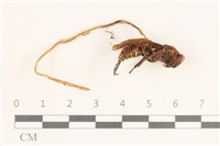 登錄號:F0038575藏品圖，第1張