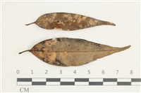 登錄號:F0038578藏品圖，第1張