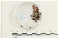 登錄號:F0038581藏品圖，第1張