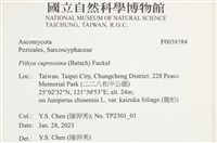 登錄號:F0038584藏品圖，第2張