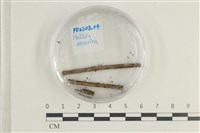 登錄號:F0038585藏品圖，第1張