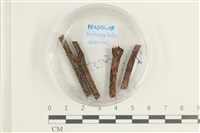 登錄號:F0038586藏品圖，第1張