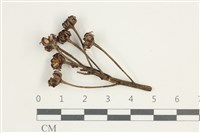 登錄號:F0038587藏品圖，第1張