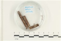 登錄號:F0038589藏品圖，第1張