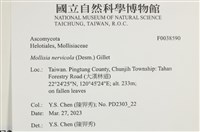 登錄號:F0038590藏品圖，第2張