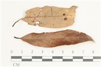 登錄號:F0038590藏品圖，第1張