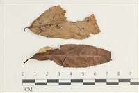 登錄號:F0038591藏品圖，第1張