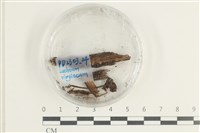 登錄號:F0038592藏品圖，第1張