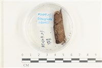 登錄號:F0038593藏品圖，第1張