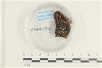 登錄號:F0038595藏品圖，第1張