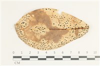 登錄號:F0038597藏品圖，第1張