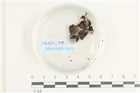 登錄號:F0038606藏品圖，第1張