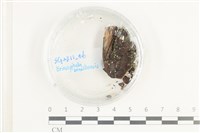 登錄號:F0038607藏品圖，第1張