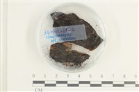 登錄號:F0038613藏品圖，第1張