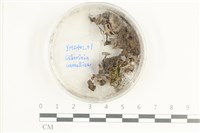 登錄號:F0038616藏品圖，第1張