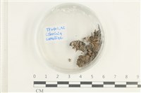 登錄號:F0038618藏品圖，第1張