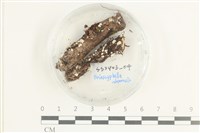 登錄號:F0038621藏品圖，第1張