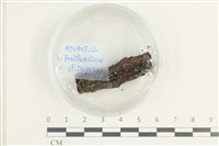 登錄號:F0038627藏品圖，第1張