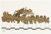 登錄號:F0038632藏品圖，第1張