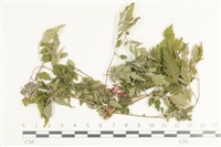 登錄號:F0038636藏品圖，第1張