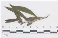 登錄號:F0038648藏品圖，第1張