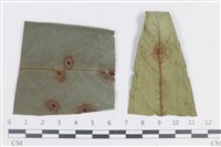 登錄號:F0038651藏品圖，第1張