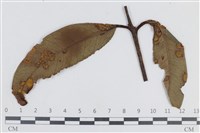 登錄號:F0038652藏品圖，第1張