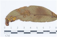 登錄號:F0038652藏品圖，第3張