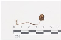 登錄號:F0038656藏品圖，第1張