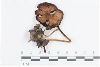 登錄號:F0038658藏品圖，第1張