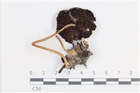 登錄號:F0038658藏品圖，第3張