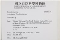 粉褶菌屬藏品圖，第2張