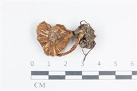 粉褶菌屬藏品圖，第1張