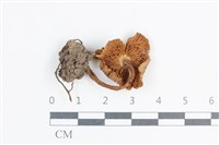 粉褶菌屬藏品圖，第3張